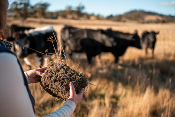 Hands Holding Healthy Soil with Roots in an Australian Pasture. Symbolizing Regenerative...