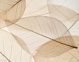 Obraz premium Nature abstract of flower petals, beige transparent leaves with natural texture as natural background or wallpaper. Macro texture, neutral color aesthetic photo with veins of leaf, botanical design. 
