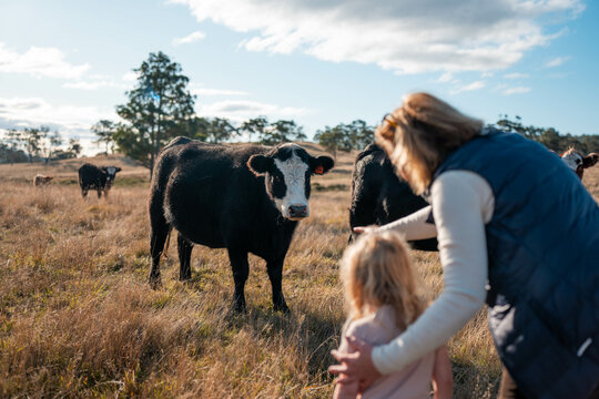 An Australian Female Farmer and Young Child Observe Cattle in a Sunny Field. Illustrating Family Involvement in Modern, Sustainable Rural Agriculture