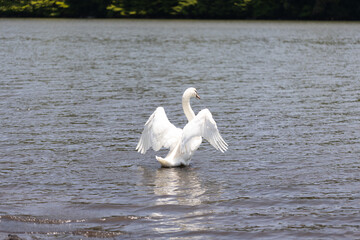 翼を広げるコブハクチョウ