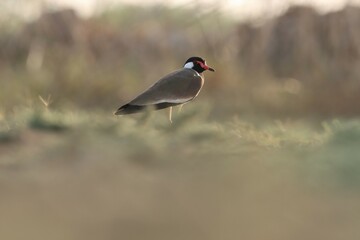 Red wattled lapwing standing on ground. Bird background.