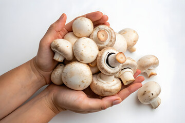 Hands Holding Fresh Raw White Button Mushrooms on a Plain Background
