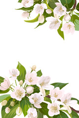 White Apple flowers and green leaves isolated on a white background. Vertical wedding card. Decorative style.  
