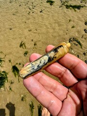 Pêche à pied au phare de Chauveau