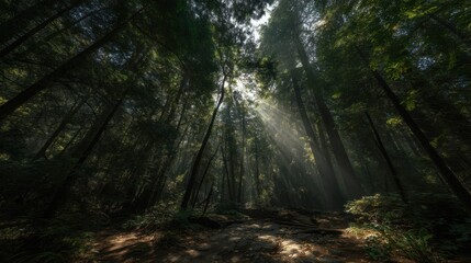 Obraz premium Sunbeams Through Forest Canopy Create Awe and Wonder, Inspiring Spiritual Growth and Environmental Awareness : Generative AI