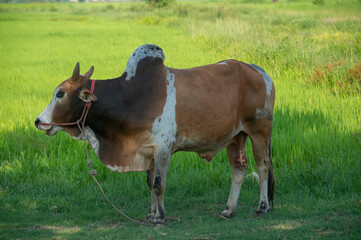 A brown bull stands in the middle of a field.