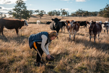 Hands Holding Healthy Soil with Roots in an Australian Pasture. Symbolizing Regenerative...
