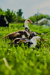 Ducks Walking on Lush Green Grass Under Cloudy Skies in a Rural Landscape During Mid-Afternoon