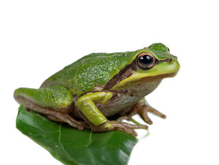 Naklejka premium Emerald Jewel: A vibrant green frog perches delicately on a leaf, its gaze reflecting the captivating allure of the natural world.