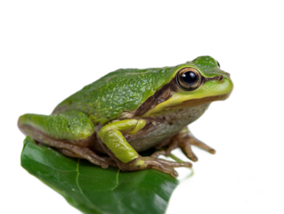 Emerald Jewel: A vibrant green frog perches delicately on a leaf, its gaze reflecting the captivating allure of the natural world.