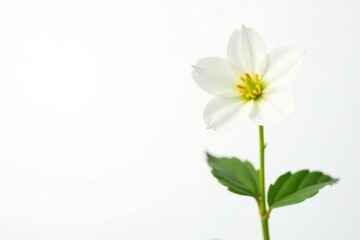 Single tufted loosestrife bloom, pure white backdrop, wildflower, image