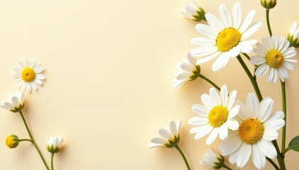 Fototapeta premium Elegant chamomile daisy floral pattern, beige background , white, subtle, yellow