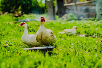 Ducks Walking on Lush Green Grass Under Cloudy Skies in a Rural Landscape During Mid-Afternoon