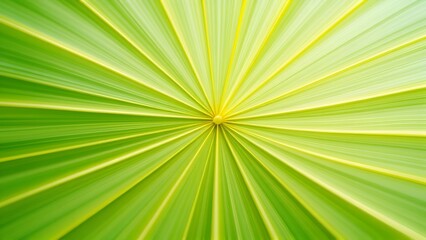 Obraz premium Close-up of a green palm leaf, showing radial pattern and texture 