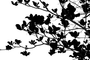 Silhouette tree branch isolated with white background with clipping path.