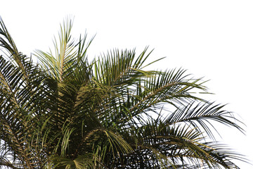 Green coconut leaf or tree branch isolated on white background with clipping path.