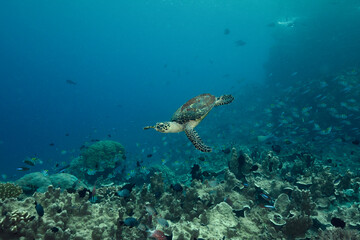 Incredibly wondrous underwater world of West Papua. West Papua diving is breathtakingly spectacular, and truly unforgettable - obrazy, fototapety, plakaty
