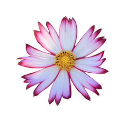 Obraz premium Bright pink cosmos flowers isolated on white background with clipping path.