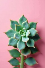 Textured succulent on a pale pink background, ample copy space, beauty, botanical, vivid