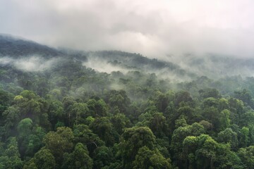 Fototapeta premium Lush tropical rainforest under cumulonimbus clouds with sunbeams piercing mist, panoramic mountain view.
