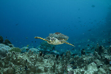 Obraz premium Sea turtle. Incredibly wondrous underwater world of West Papua. West Papua diving is breathtakingly spectacular, and truly unforgettable