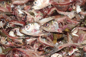 Sardine Waste Close Up