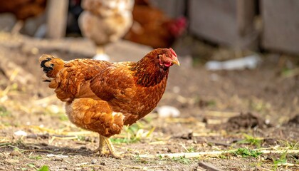 Free-Range Hen Roaming Freely in the Rural Environment, Showcasing Organic Farming