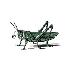 Sad Grasshopper Illustration with Teardrop on White Background