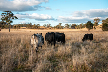 sustainable regenerative agriculture farm in australia,  Herd of Cattle in Golden Australian Pasture, Black Angus Cows Grazing in Australian