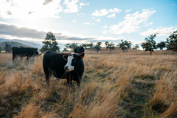 sustainable regenerative agriculture farm in australia,  Herd of Cattle in Golden Australian...
