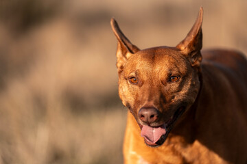 australian kelpie dog in a paddock with cows