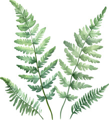 Detailed watercolor painting of green fern leaves with natural texture and soft shading - vector illustration