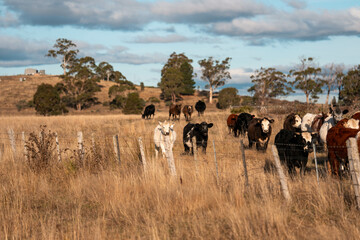 sustainable regenerative agriculture farm in australia,  Herd of Cattle in Golden Australian Pasture, Black Angus Cows Grazing in Australian