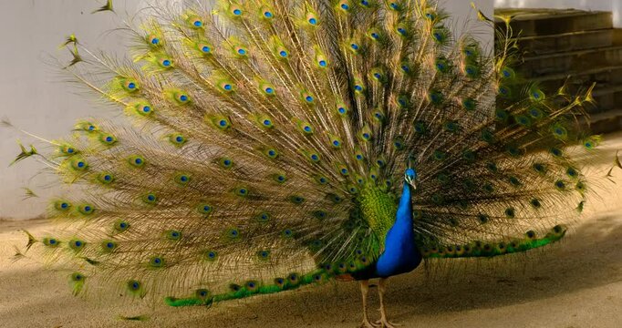 Vibrant peacock stands proudly on sunlit ground with its iridescent tail feathers fully fanned out, performing a courtship display, turning slightly as it seeks attention from a potential mate nearby