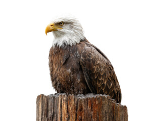 Obraz premium Bald eagle perched on a wooden stump in natural habitat on a transparent background, cut out