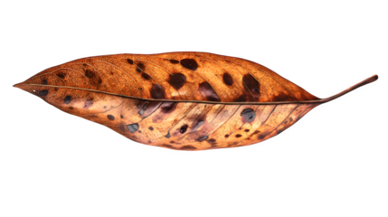 a thin elongated brown leaf with realistic decay spots, isolated on white background