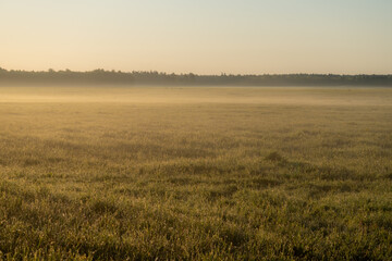 Golden misty meadow at sunrise with fresh dew and soft morning light, tranquil minimalistic rural landscape in early summer, peaceful nature background in Latvia..