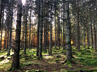 autumn forest in the morning