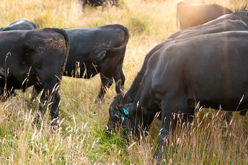 sustainable regenerative agriculture farm in australia,  Herd of Cattle in Golden Australian...