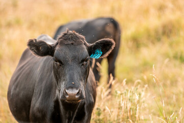 sustainable regenerative agriculture farm in australia,  Herd of Cattle in Golden Australian...