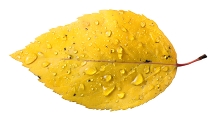 a yellow leaf with small tears and wrinkles, isolated on white background