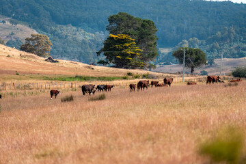 sustainable regenerative agriculture farm in australia,  Herd of Cattle in Golden Australian...