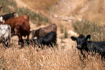 sustainable regenerative agriculture farm in australia,  Herd of Cattle in Golden Australian...