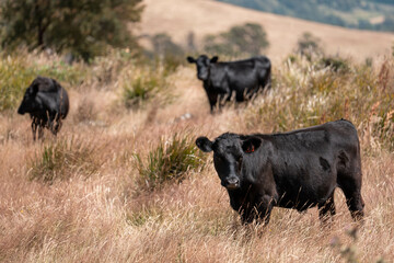 sustainable regenerative agriculture farm in australia,  Herd of Cattle in Golden Australian Pasture, Black Angus Cows Grazing in Australian