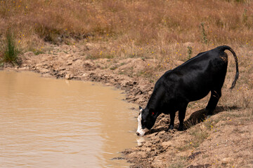 sustainable regenerative agriculture farm in australia,  Herd of Cattle in Golden Australian...