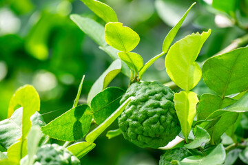 Bergamot, Fresh green bergamot fruit hanging from branch. bergamot tree garden and healthy food...