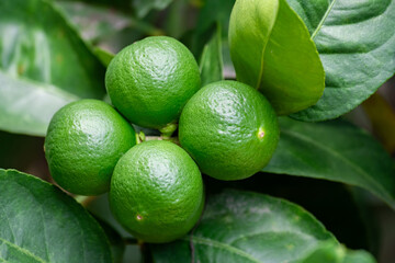 Green lemons is citrus  fruits on a branch with nature background. Green Lemons tree in the garden with daylight. Fresh green lime fruit hanging from branch.