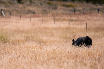 sustainable regenerative agriculture farm in australia,  Herd of Cattle in Golden Australian Pasture, Black Angus Cows Grazing in Australian