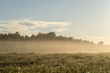 Golden sunrise through morning mist over dewy meadow and forest silhouette, peaceful natural landscape evoking calmness, clarity and new beginnings