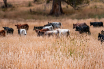 sustainable regenerative agriculture farm in australia,  Herd of Cattle in Golden Australian Pasture, Black Angus Cows Grazing in Australian
